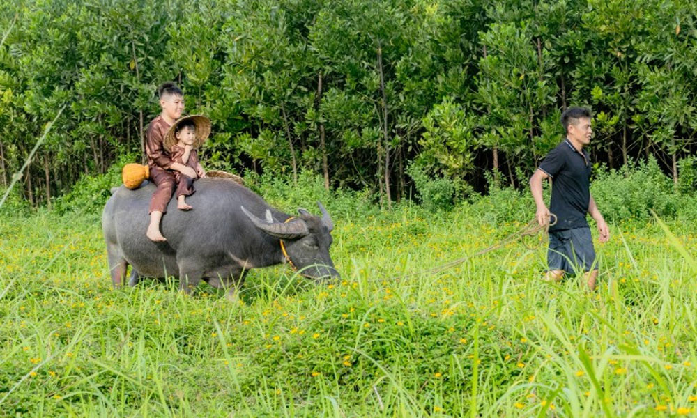  Cưỡi trâu tìm về tuổi thơ