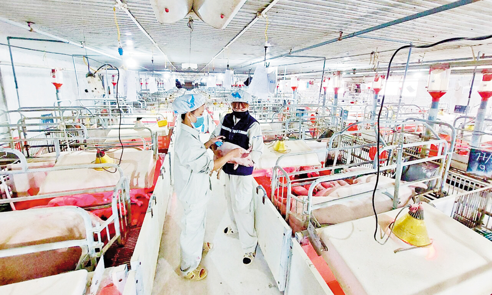 Bac Ninh promotes safe, sustainable livestock farming