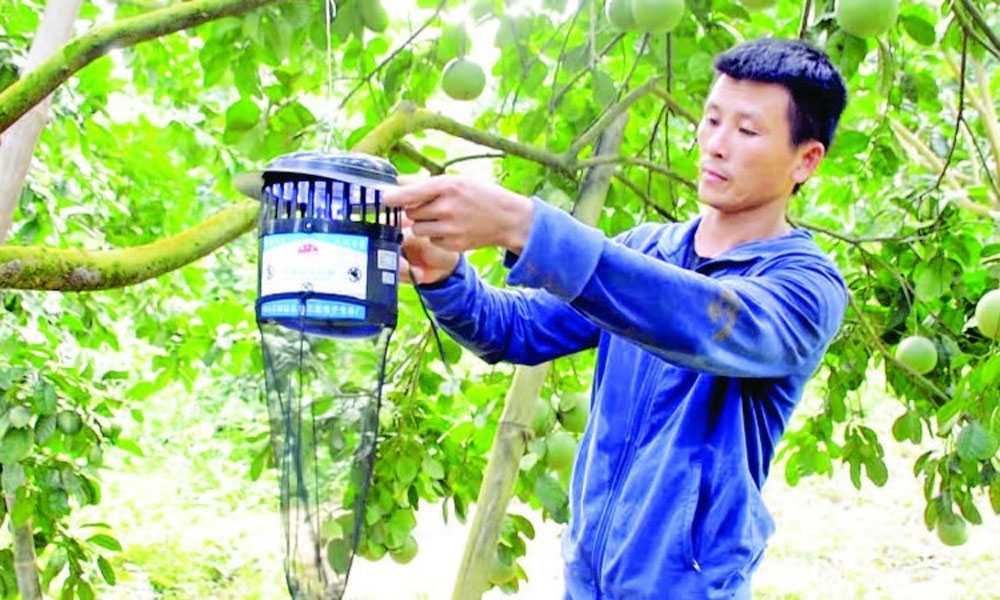 Comprehensive solutions needed to increase value of fruit trees