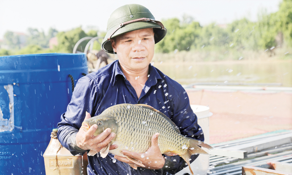Cage fish harvest season on Duong River