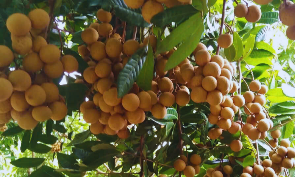 Bac Ninh expects over 24,000 tonnes of longan in 2025 harvest