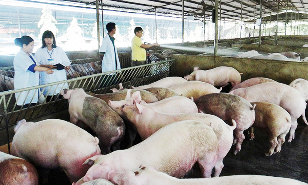 Vietnam considers multi-storey pig farming to modernise livestock industry
