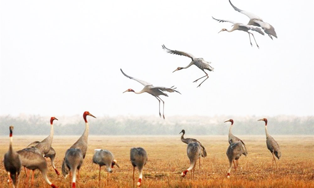 National park works to restore habitat to save red-crowned cranes