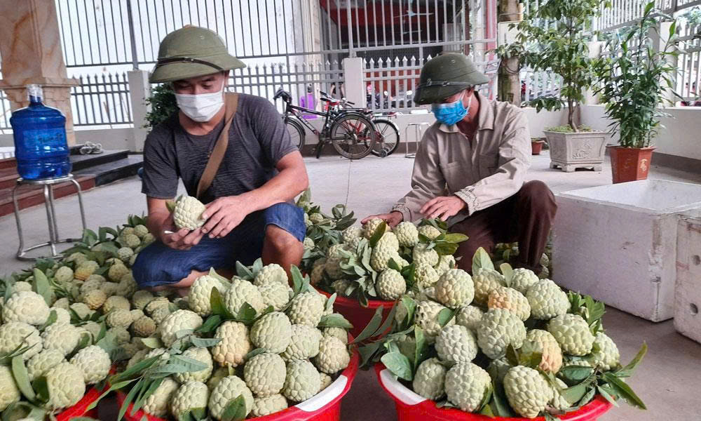 Custard apple yield estimated at 15,000 tonnes with high price 