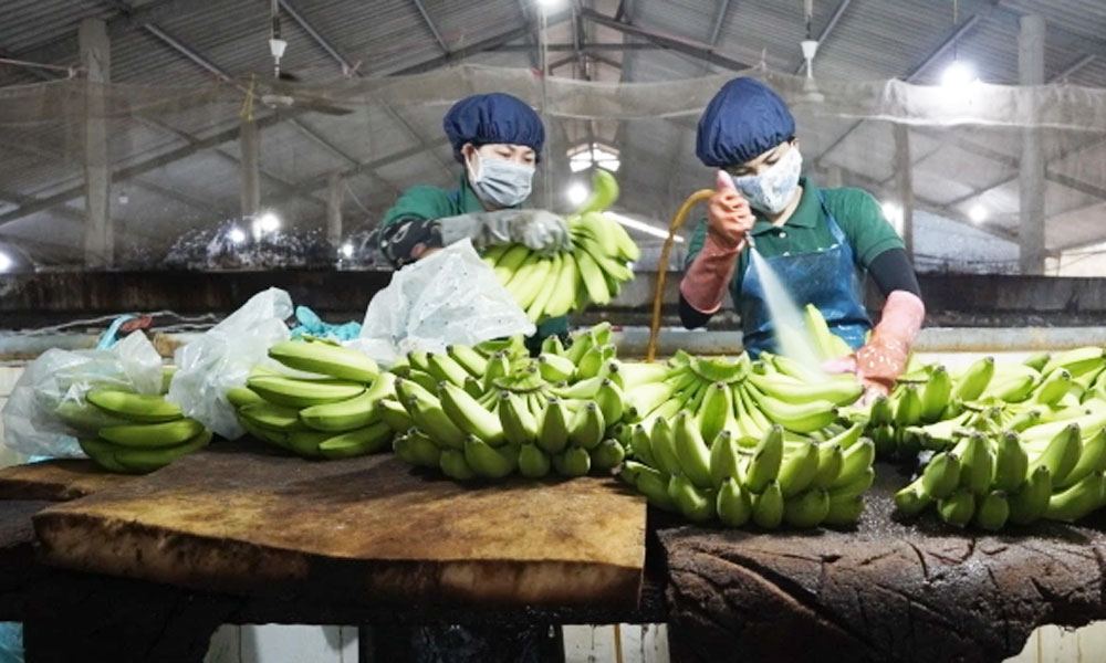 Vietnamese bananas gain ground in Japan 