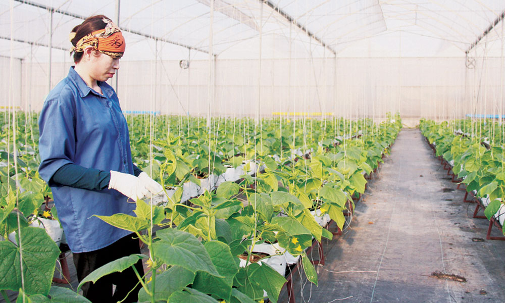 High-tech agriculture accounts for over 30% of sector’s output