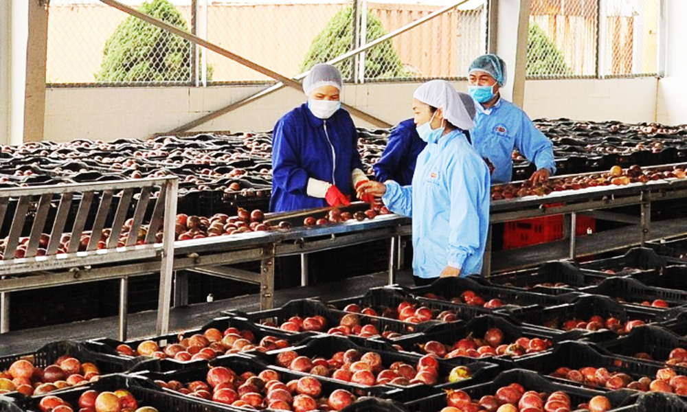 Viet Nam’s fruit and vegetable exports to EU surge
