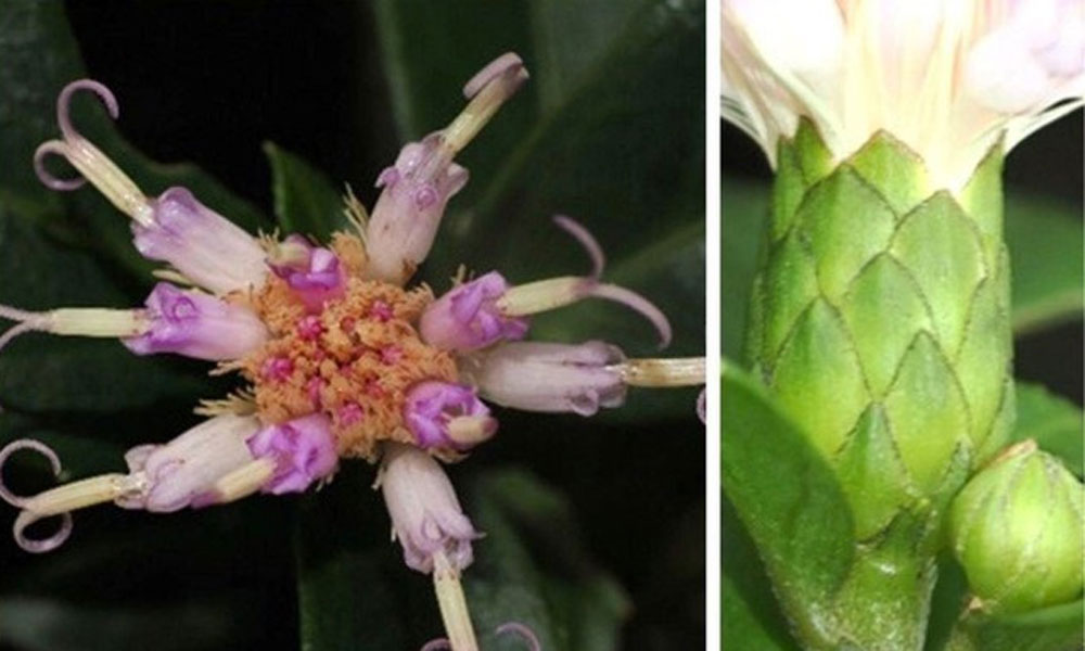 New plant species discovered in Phong Nha – Ke Bang National Park