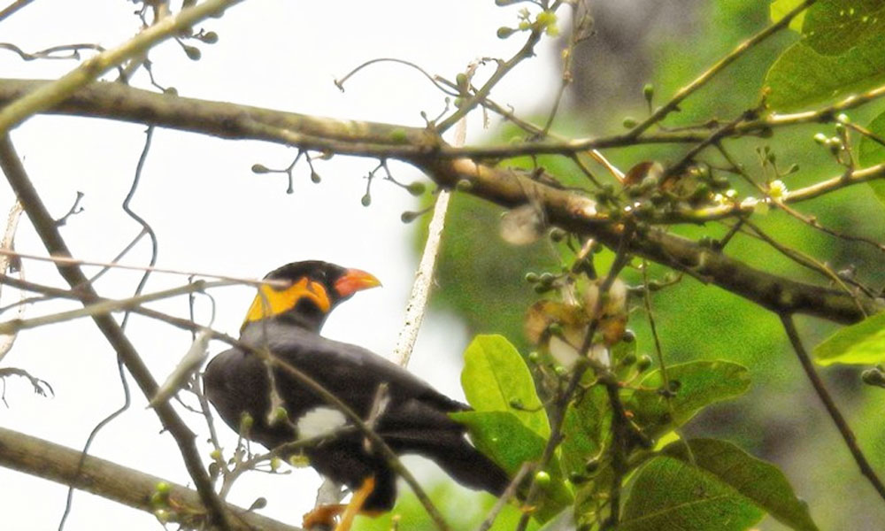 Nine new bird species discovered in Dakrong Nature Reserve