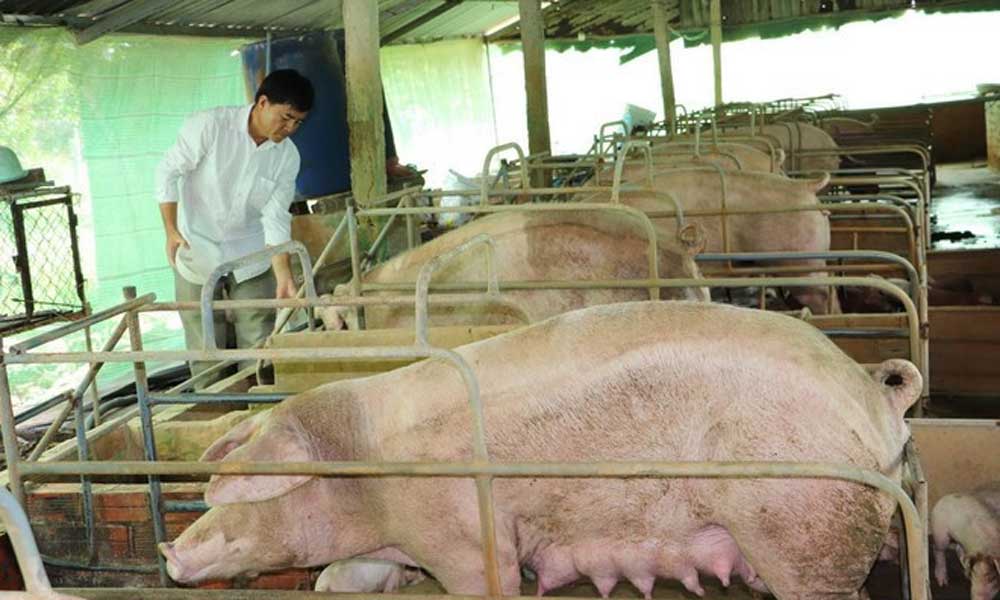 Vietnam’s livestock exports reach 410.7 million USD in eight months