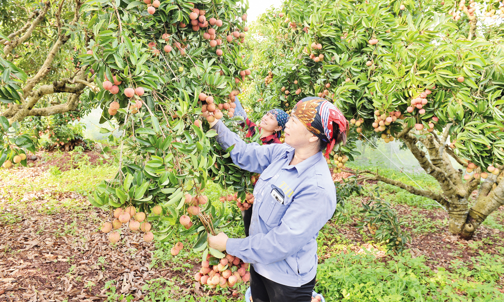 Bac Ninh applies high technologies in agriculture