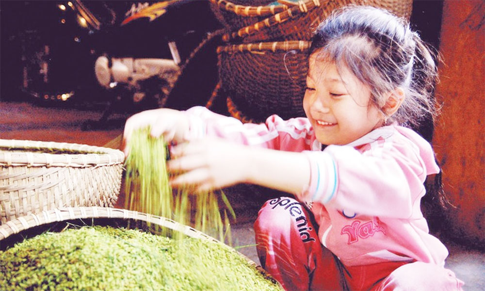Preserving the fragrance of Vong Village green rice