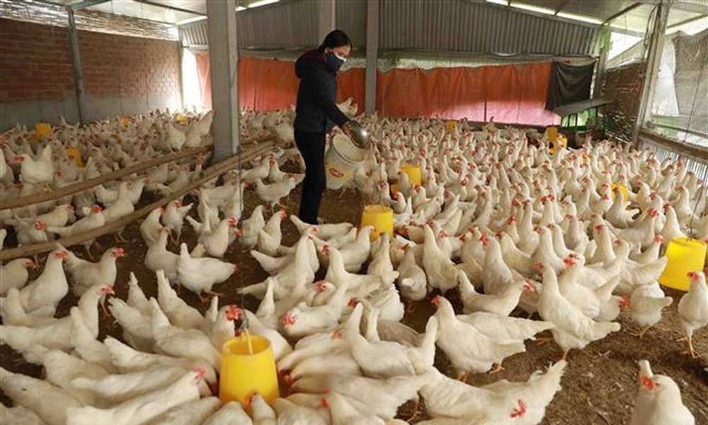 Livestock exports hit 447.5 million USD in nine months