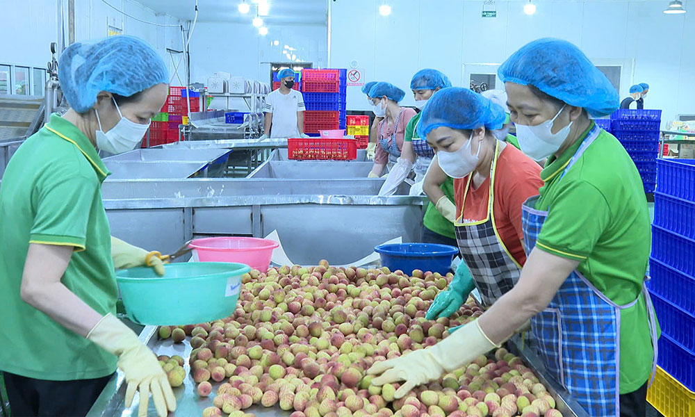 Spreading lychees’ fragrance in cold season