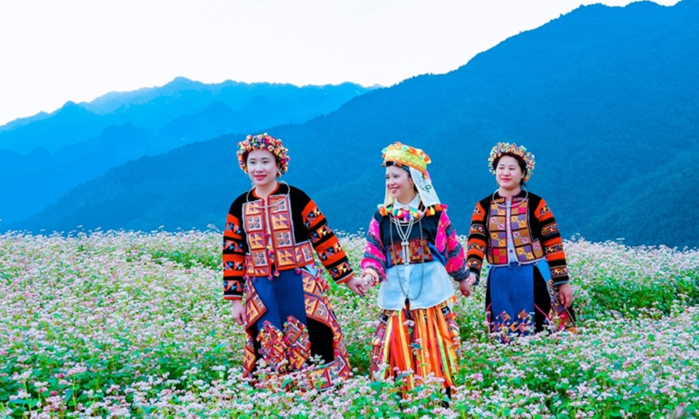 Tuyen Quang: Buckwheat flower festival to take place in late November