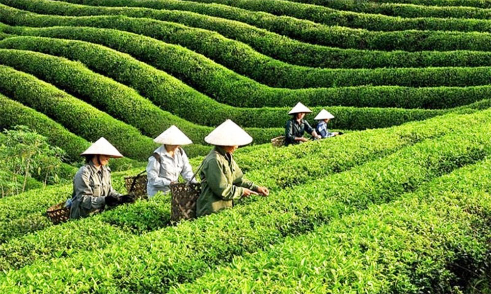Vietnam’s tea exports hit nearly 12,000 tonnes in October