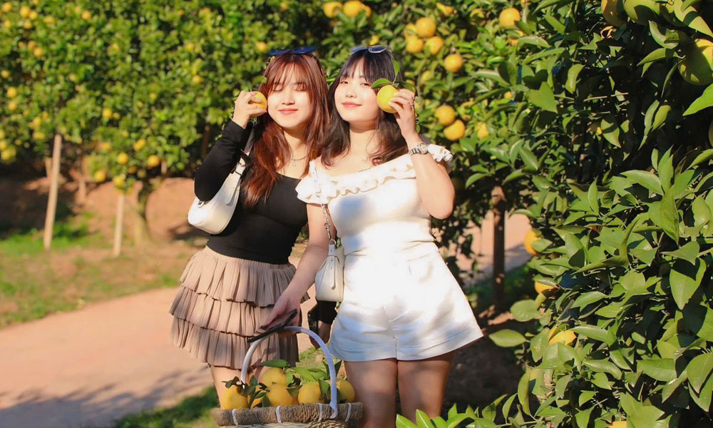 Numerous visitors flock to billion VND orange orchard in Kien Lao