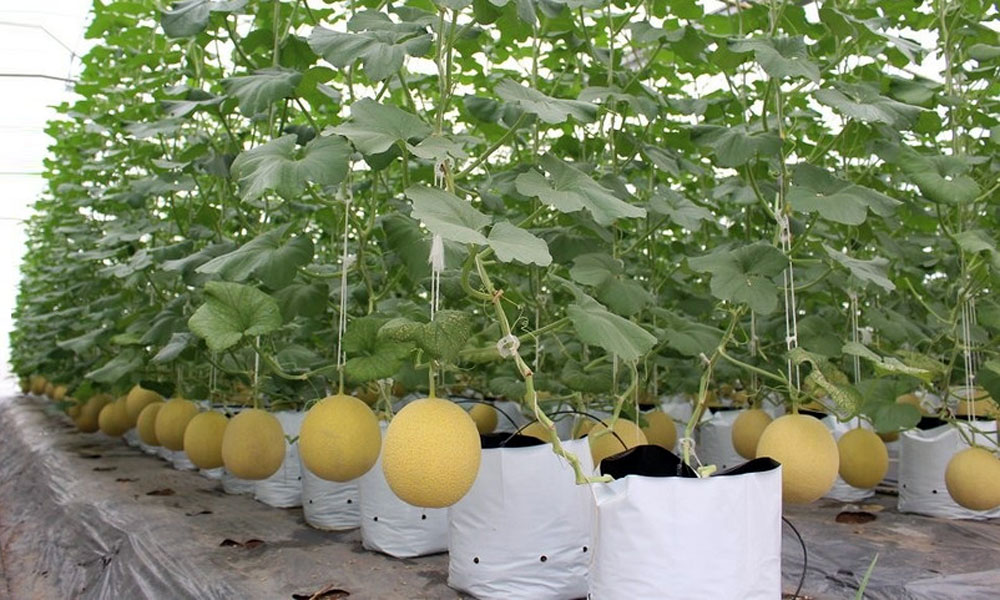 Bac Ninh expands safe-cultivation areas to boost agricultural exports