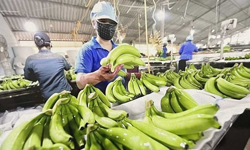 Vietnam targets 1 billion USD in banana exports
