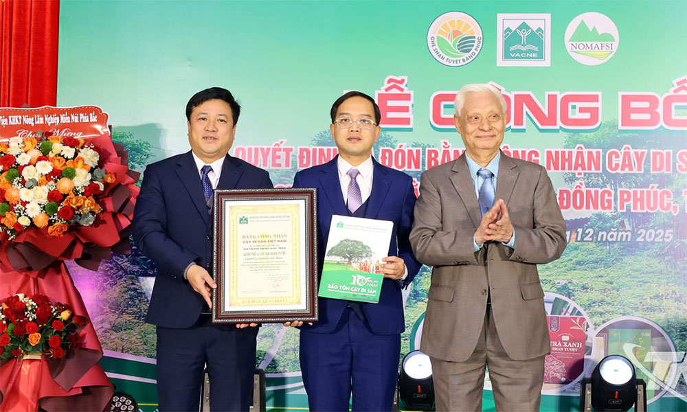 Thai Nguyen: 12 ancient Shan Tuyet tea trees win national heritage status