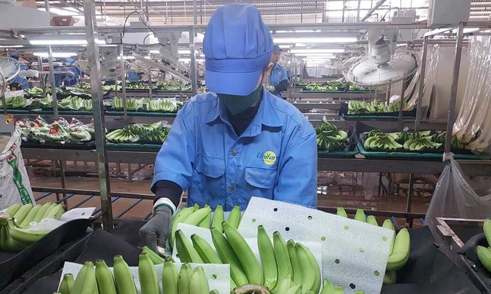 Agro-forestry-fishery exports poised to hit record high in 2025