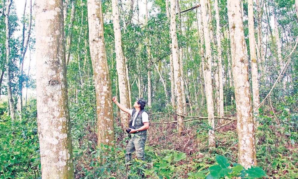 Planted forest timber output hits record high in 2025
