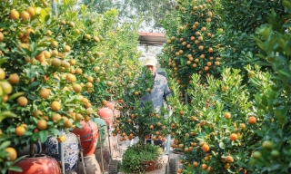 Quất cảnh Tứ Liên - "di sản" xanh của Tết Việt