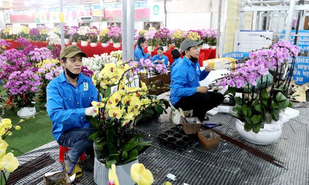 Overwhelming Tet atmosphere at flower, ornamental plant villages