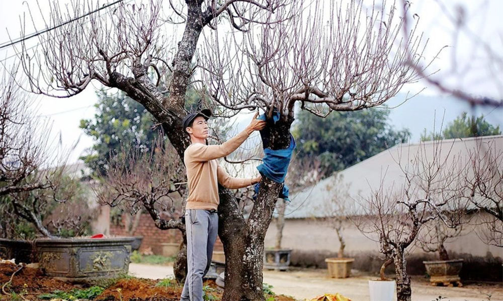 Da Bac peach trees draw crowds ahead of Lunar New Year