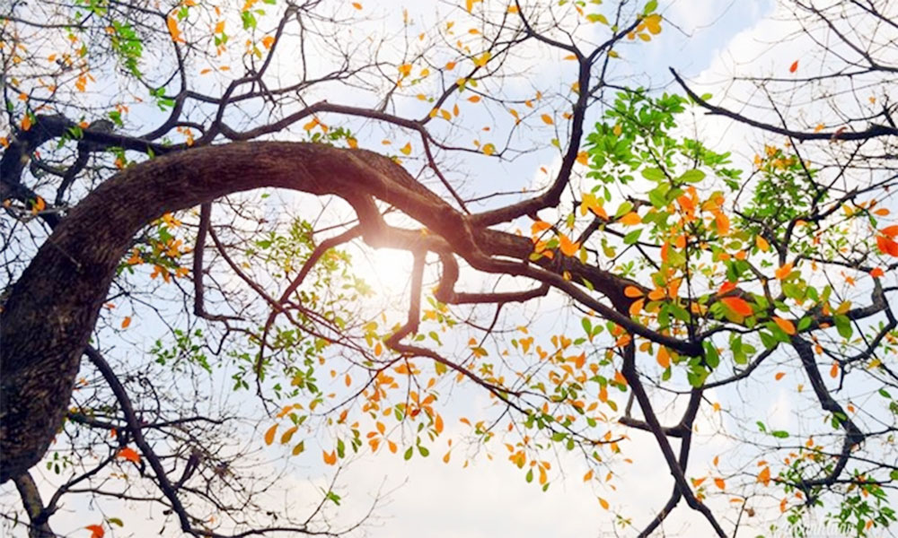             Weather forecast for nighttime of 10th February and full day of 11th February, 2026