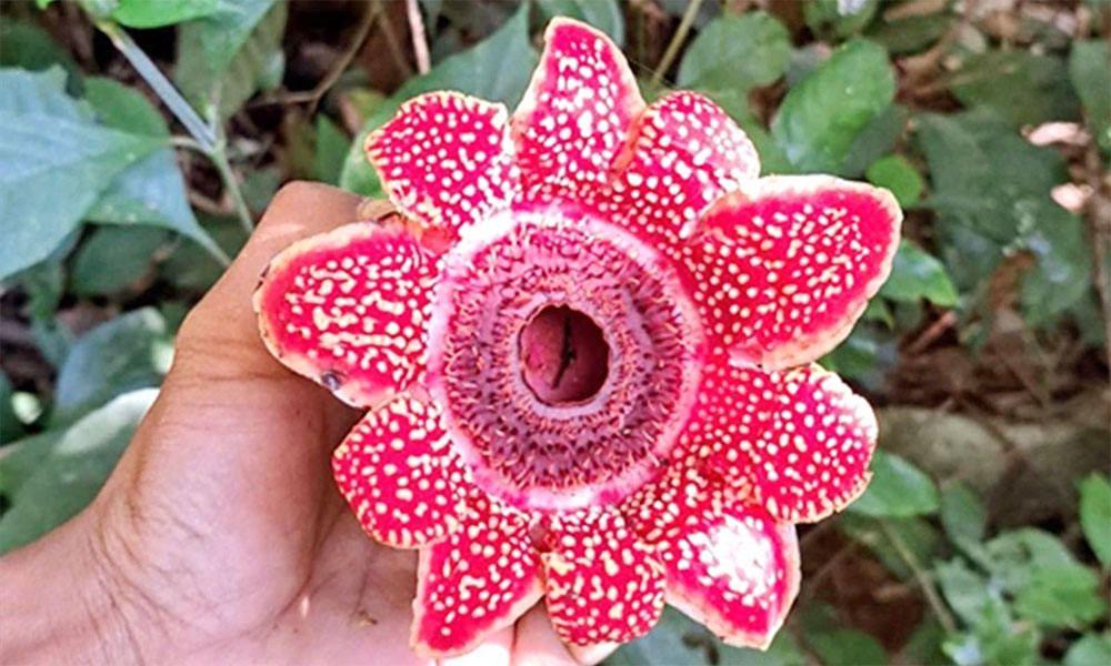 Rare Himalayan sapria discovered in Phong Nha – Ke Bang forest