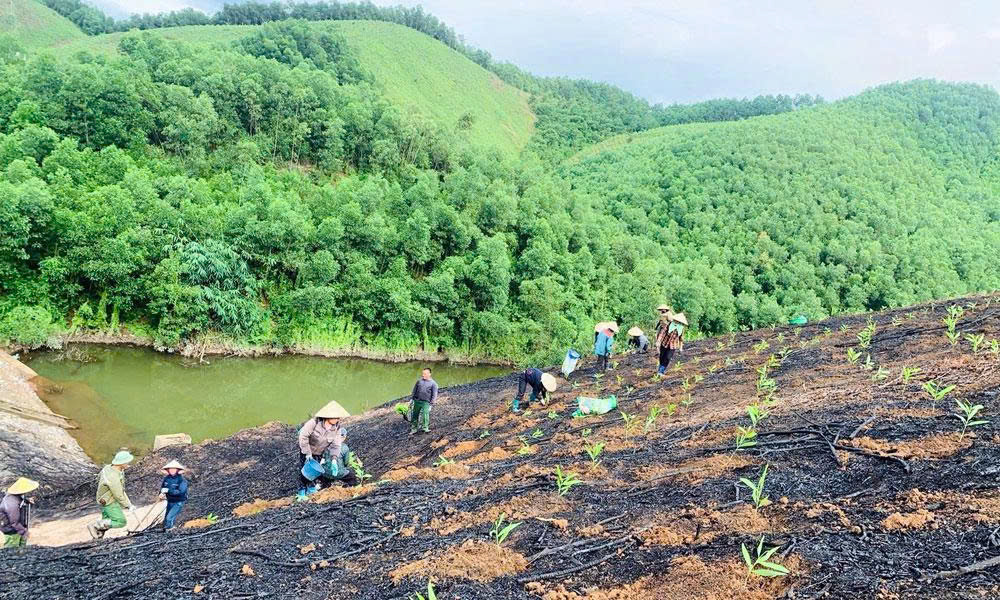 Bac Ninh sees strong increase in afforestation area