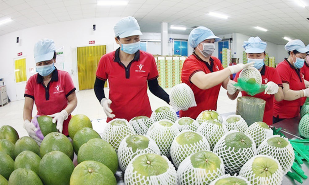 Efforts made to reinforce foundations of Vietnam’s fruit, vegetable value chains