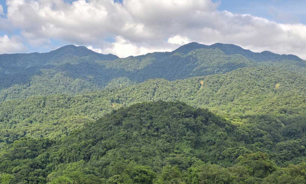 25 million Vietnamese benefit from forests as green development gains traction