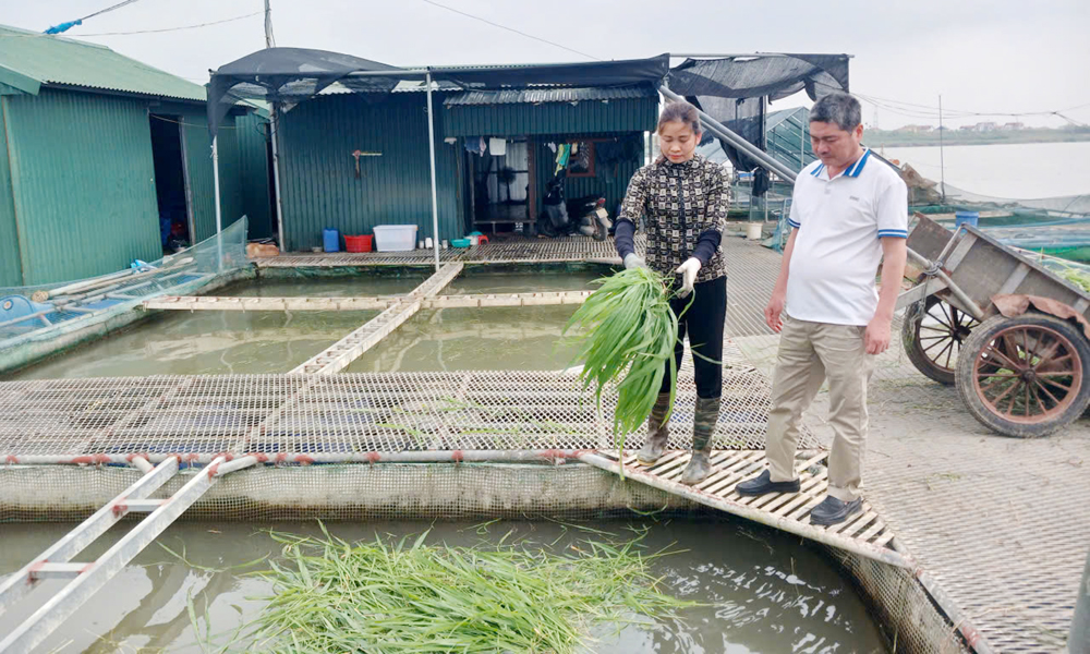 Bac Ninh taps river potential for intensive cage fish farming