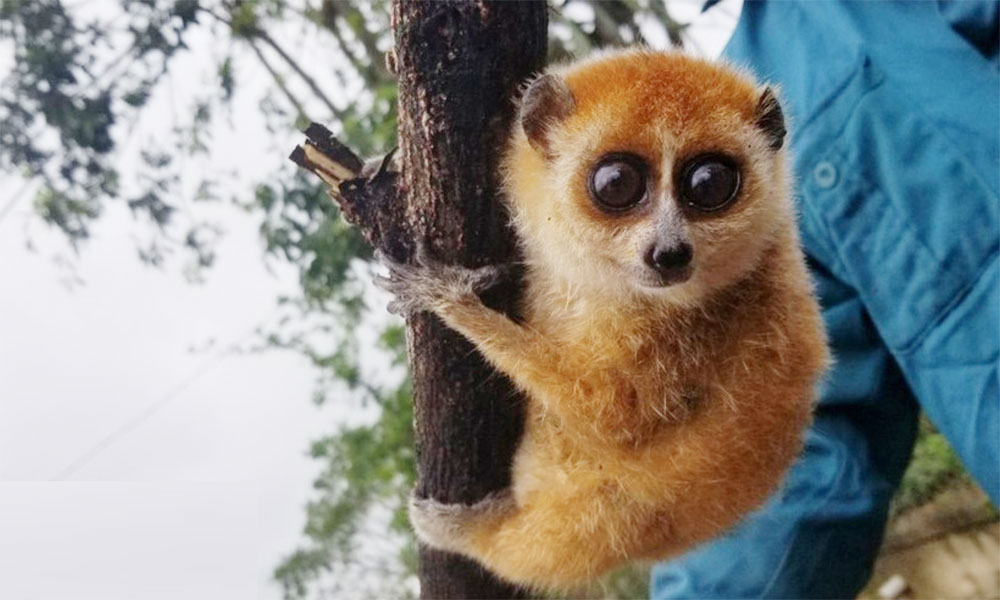 Four rare species found in Than Sa – Phuong Hoang Nature Reserve