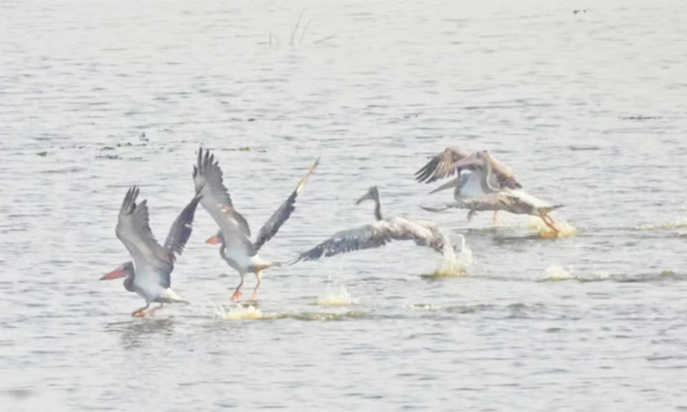 Rare bird returns to Tram Chim National Park