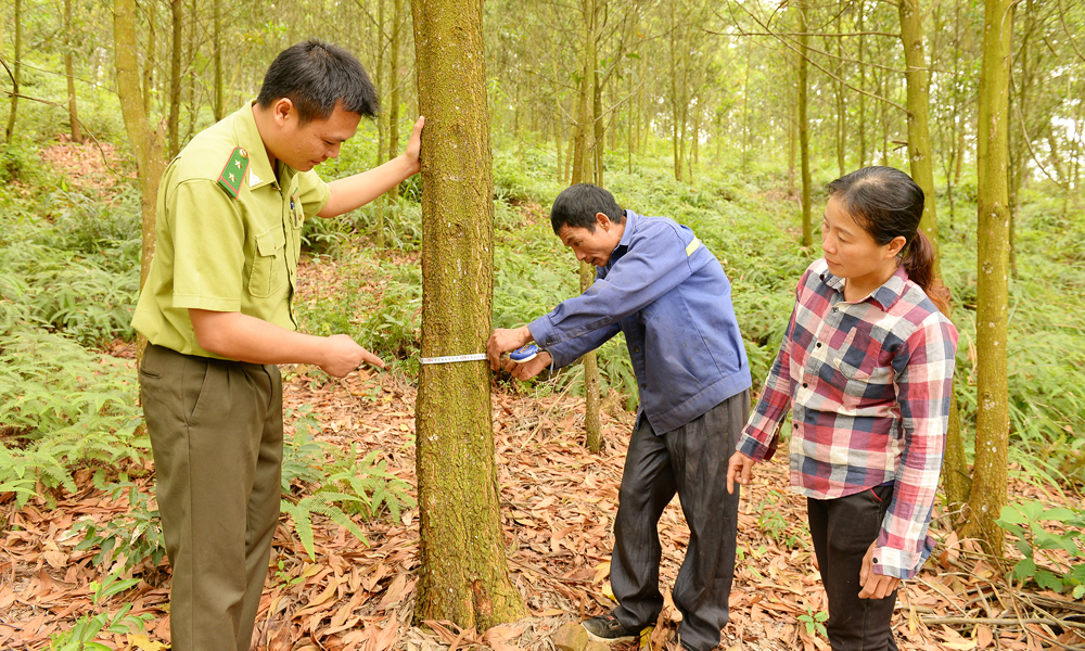 Over 29,900 hectares of forest in Bac Ninh granted sustainable management certification