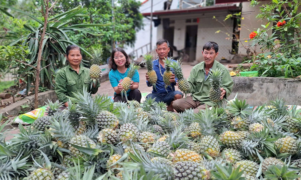 Pineapple output estimated at 15,000 tonnes