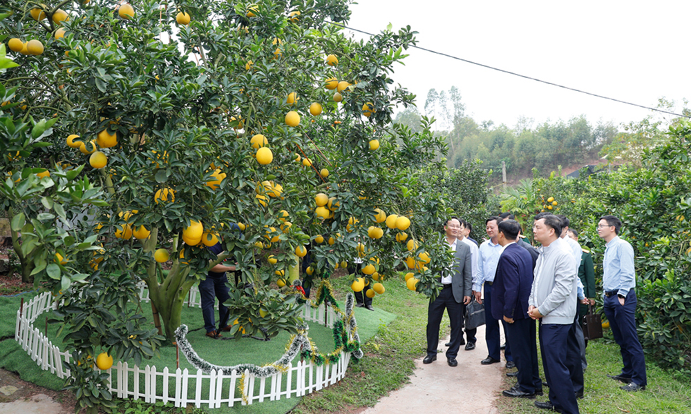 Export expansion boosts value of Bac Ninh pomelos