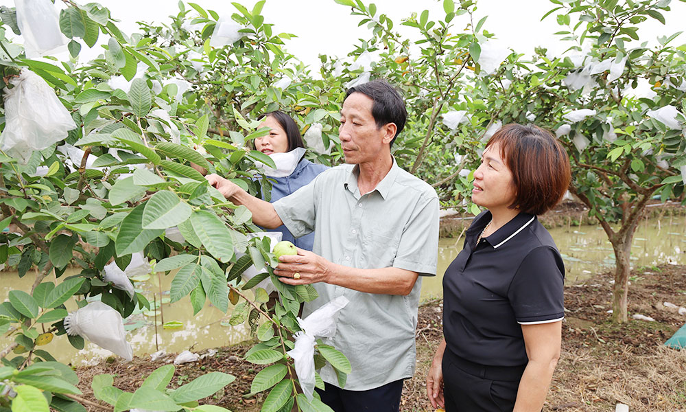 Bac Ninh certifies 356 farms under VietGAP, GlobalGAP standards