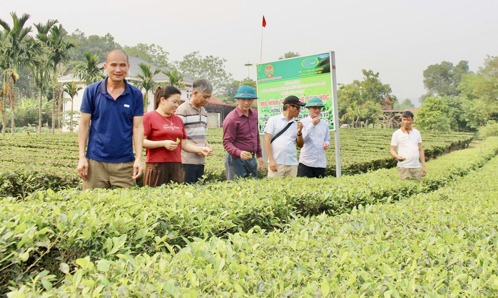 Organic farming: A sustainable path for Bac Ninh’s agricultural products