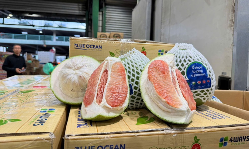 Vietnamese pomelo debuts in Australia, marking new milestone for agricultural exports