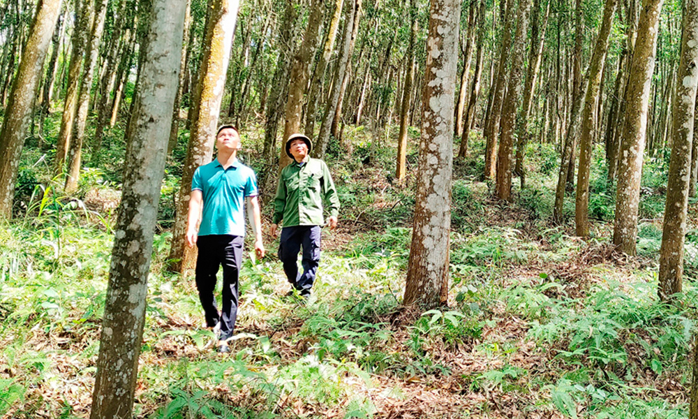 Bac Ninh boosts sustainable use of forest resources