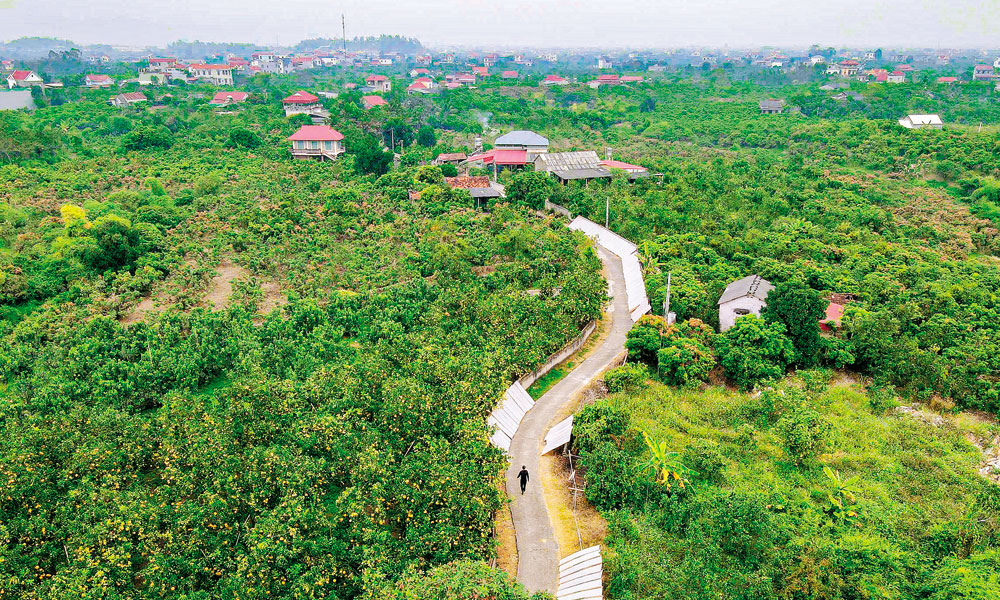 Bac Ninh develops green, multi-value agriculture