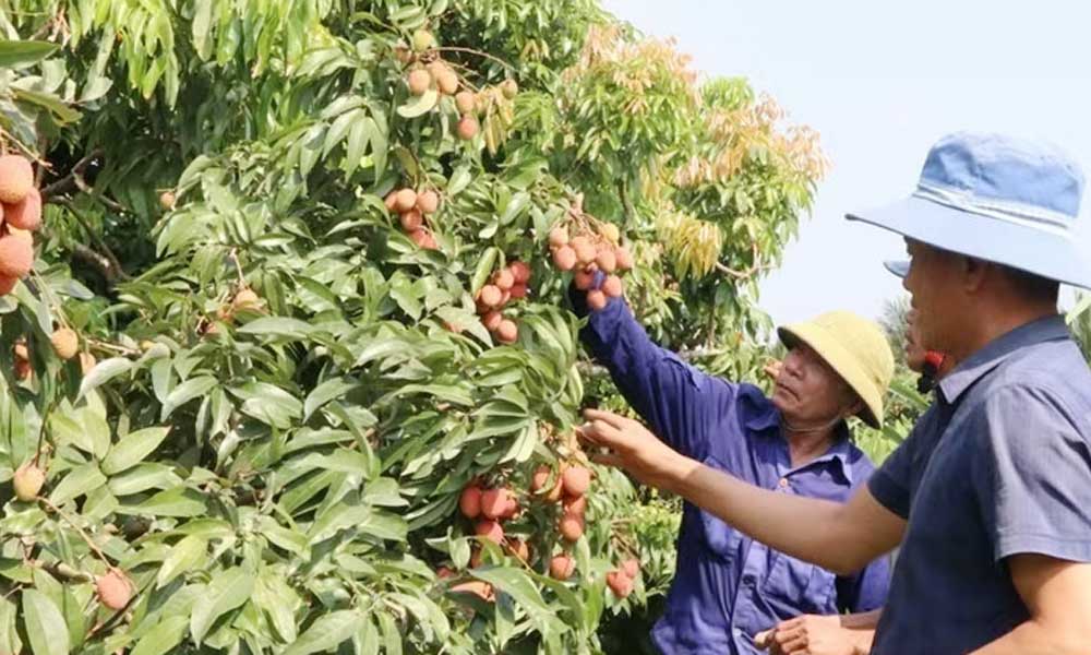 Bac Ninh promotes lychee tourism with 36 model orchards