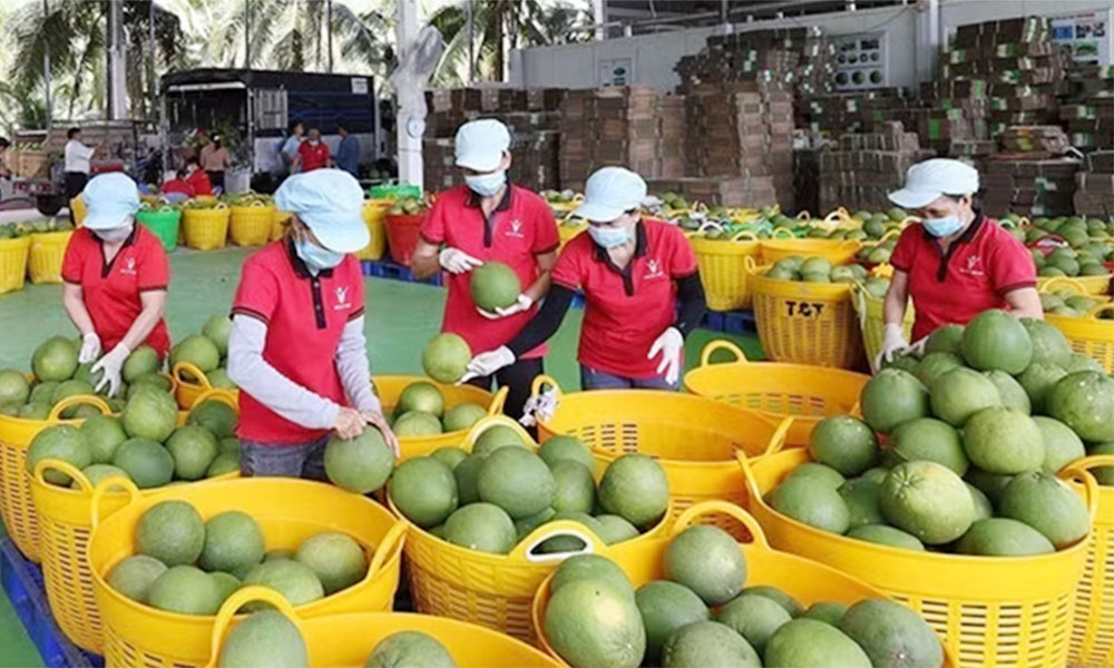 Vietnam's fruit, vegetable exports exceed 2.67 billion USD in five months