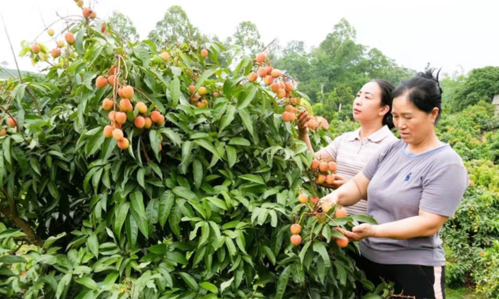 Sweet start: Bac Ninh ships over 1,000 tonnes of early lychees overseas
