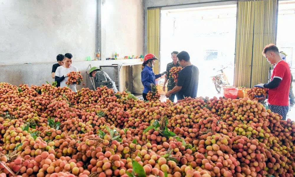 Phuc Hoa early ripening lychee revenue tops 270 billion VND 