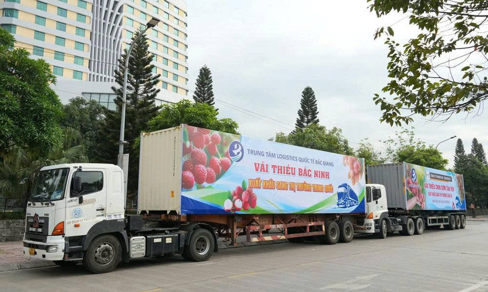 Bac Ninh’s lychee sales exceed 30,100 tonnes as prices rise